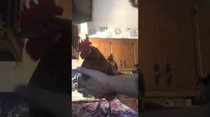 It was very easy to follow and the project turned out wonderful! How To Make A Chicken Diaper Using A Surgical Face Mask Youtube