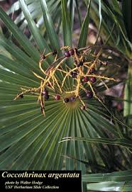 Image result for Coccothrinax