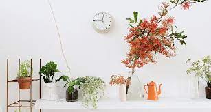 Read also best culinary herbs to grow at home in singapore: 9 Low Maintenance Indoor Plants That Purify The Air Around You