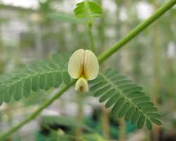 Image result for Aeschynomene schimperi