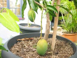 Mango trees grow best in tropical or subtropical climates. How To Grow Mango Trees In Pots Blog Nurserylive Com Gardening In India