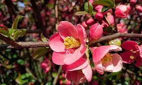 We did not find results for: Chaenomeles Japonica Japanese Quince Shrub Garden Plants Online