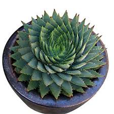 Résultat de recherche d'images pour "cactus"