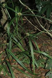 Image result for Cyperus mapanioides