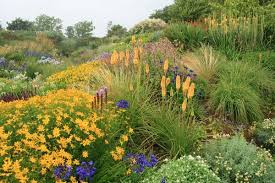 Trendbeet Wildside Garden 3 Agapanthus Africanus Blau Schmucklilie 4 Anaphalis Triplinervis Perlkorbchen 4 Core Garten Pflanzen Schmucklilie Fackellilie
