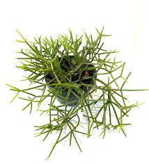 Image result for Rhipsalis
