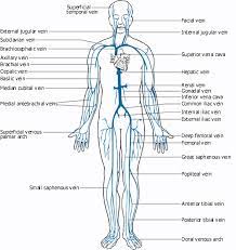 Supplies the posterior brain, blood supply to the. Health Benefits Of Minerals And Vitamins Body Diagram Arteries And Veins Body Anatomy
