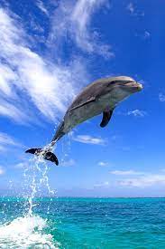 Meet The Dolphins Of Cabo San Lucas With Vikingcruises Dolphins Cabo San Lucas Animals Of The World