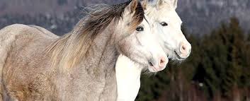 Welsh pony, breed of small horse popular as a child's or an adult's mount. Pferderasse Welsh A Pony Im Rasseportrait