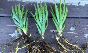We did not find results for: How To Propagate Aloe Plants It S Easy Epic Gardening