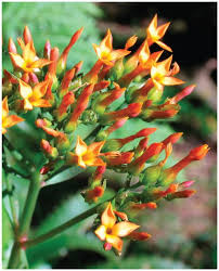 Image result for Kalanchoe lanceolata