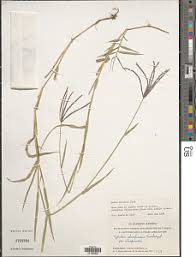 Image result for Cynodon incompletus