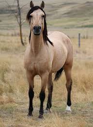 The buckskin coloration supposedly originated from the spanish sorraia, which would make sense due to the fact that the spanish were dead set on breeding horses of a golden color during the middle ages, later bringing these horses over to america from spain. These 18 Horses Have The Most Unusual And Beautiful Colors In The World