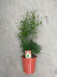 Image result for Asparagus falcatus