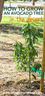 how to grow an avocado tree in the desert