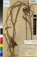 Image result for Carex cognata
