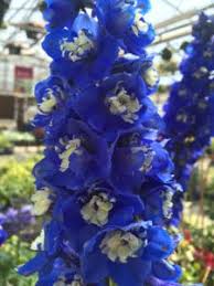 Maybe you would like to learn more about one of these? Perennial Flowers And Plants In Denver Co