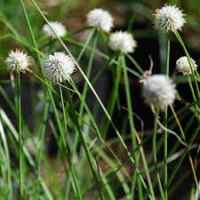 Image result for Kyllinga erecta