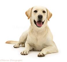 We never get tired of looking at pictures of yellow labs. Quotes About Yellow Labradors Quotesgram