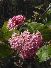 Image result for Rogiera amoena