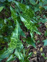 Image result for Emilia juncea