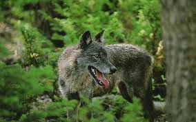 Suskun Suskunn Murat Celep Muratcelep Turk Bayrak Vatan Bozkurt Turan Wolf Lonelywolf Graywolf Wolf