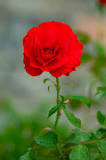 Image result
