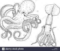 Toggolino eure kleinen brauchen unterstützung beim malen فيسبوك malvorlage jerome vorlagen. Ausmalbild Riesenkalmar Ausmalbild Riesenkalmar 34 Koloss Kalmar Bilder Besten Mit Deinen Lieblingshelden Aus Kino Zeichentrickfilmen Fernsehserien Und Comics