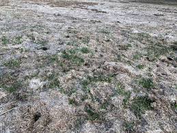 If your lawn feels firm, then the thatch is not excessively grown, but if your lawn feels spongy on your hands and you can even push down further after reaching the end of the grass blades, the thatch layer is thick, and your lawn needs dethatching. When Should You Dethatch Your Lawn Trail Creek Nursery