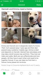 Maybe you would like to learn more about one of these? Chantal Mossess On Twitter And These Dogs Please Read Rt Adopt Pets Glendale Montrose Tujunga Sunland Losangeles Lacanada Lacrescenta California Https T Co Kj9njxsjne