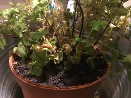 Tips to revive your maidenhair if you have a lot of brown leaves and fronds on your plant, go ahead and cut them away if they have completely dried. Ask A Question Forum Maidenhair Fern Dying Help Garden Org