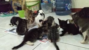 Ini memudahkan anda lagi untuk menjaga pemakanan mereka. Masya Allah Tak Sangka Bunyi Mengiau Kucing Sebenarnya Bermaksud Ya Rahim Allah Maha Pengasih Remaja