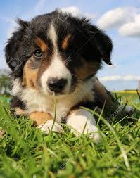 Download border collie puppy images and photos. Little Border Collie Puppy Is Lying In The Garden Stock Photo Picture And Royalty Free Image Image 87338339