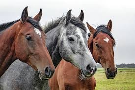 Sonhar Com Cavalo Simbolismo E Significado Segredos Do Sonho