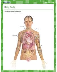 Help your child learn about the human body with a body parts worksheet. Body Parts Free Science Printable For 4th Grade Jumpstart