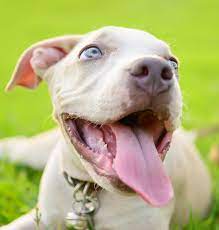 Sep 26, 2020 · the blue nose pitbull is purebred american pitbull terrier, but it's categorized by its nose color being blue. Blue Nose Pitbull Facts Fun Pros And Cons Of A Blue Nosed Pup