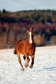 pin von clelia lambir auf horses tiere