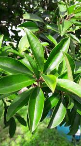 Image result for Ilex mitis