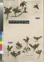 Image result for Pygmaeothamnus