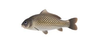 Animal Crossing: New Horizons — All Fish You Can Catch In September 2020 |  Imore