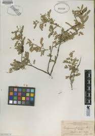 Image result for Aeschynomene baumii