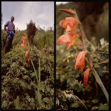 Image result for Cyrtanthus welwitschii