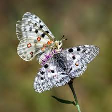 Image result for Parnassius apollo