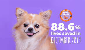 You will be able to meet the animal you are interested in adopting or have others brought out to you to meet. Video El Paso Animal Services Pawcast January 2020 El Paso Animal Services