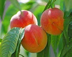 Firm fruit, red blush skin. Florida King Peach Prunus Persica