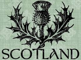 Scottish flags tattoo on upper back. 5sos Updates On Twitter 5sosfamupdates Calum S New Scottish Thistle Tattoo Http T Co 9nmpf6tjpu M