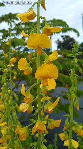 Image result for Crotalaria spinosa
