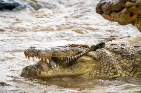 The powerful crocodile clamps down on the zebra and its body swells as it digests its sizeable lunch in the water +14 having already snared its food for the day, the predator has to fight off. Crocodiles Demonstrate Their Incredible Hunting Skills And Devour Zebra And Pelican Express Digest