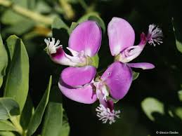 İlk kez 1767'de peter jonas bergius tarafından tanımlanmıştır. Polygala Myrtifolia Plantbook