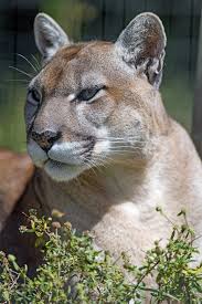 Female panthers have only been documented in south florida so that is where all known breeding occurs. Florida Panther Florida Wildlife Federation